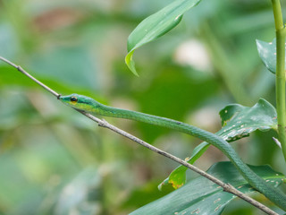 Green Parrot Snake or Green Tree Snake (in german D&uuml;nnschlange) Leptophis ahaetulla