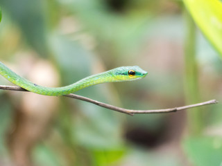Green Parrot Snake or Green Tree Snake (in german Dünnschlange) Leptophis ahaetulla