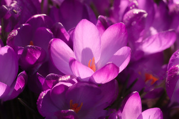 Purple crocus flower plants close up