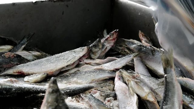 fish factory sorting packing frozen container omul