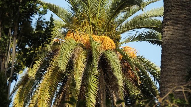 Date Palm Tree with Yellow Fruits, Part one