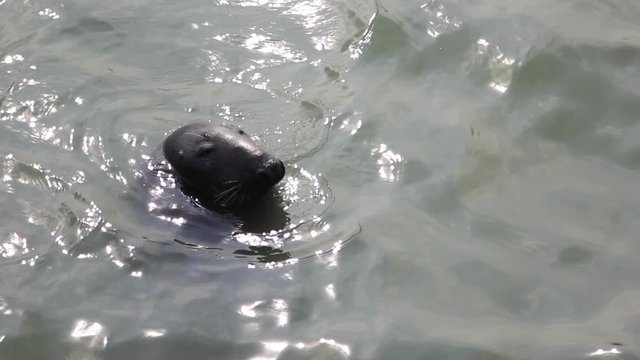 Seal at Howth harbor, Dublin, Ireland.