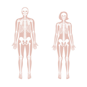 Woman and man skeleton anatomy