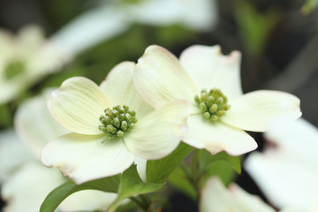 美しい白いハナミズキの花
