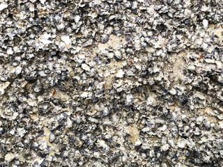 Oysters and shells on the rocks at low tide at baech. 