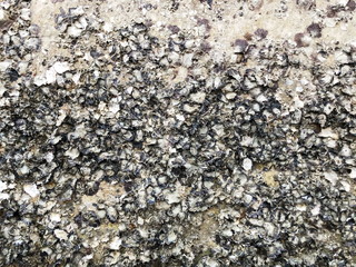 Oysters and shells on the rocks at low tide at baech. 
