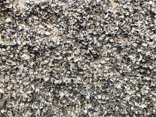 Oysters and shells on the rocks at low tide at baech. 