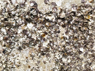 Oysters and shells on the rocks at low tide at baech. 