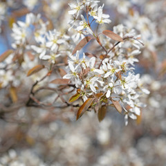 Blühende Felsenbirne, Amelanchier, im Frühling