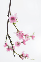 beginning of spring blooming downy peach buds pink colors. selective focus