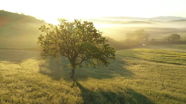 A Lonely Tree in Tuscany. Misty Sunrise. Rays Of the Sun Trough The Branches . Aerial View.