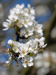 Blühende Nashi-Birne, Pyrus pyrifolia, im Frühling