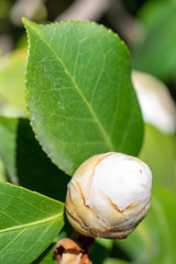 Flowers of white camellia japonica Alba plena
