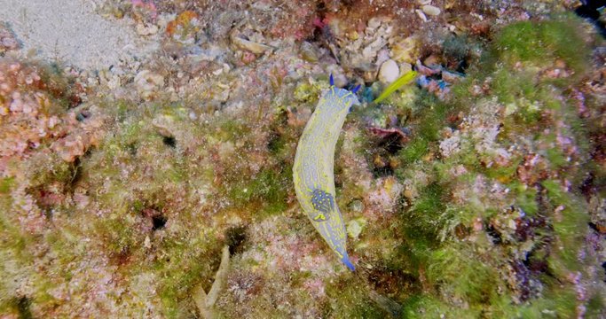 Giant doris nudibranch (Felimare picta) of Mediterranean sea.