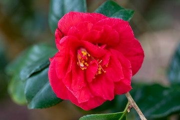 A closeup on red camellia grand slam flower
