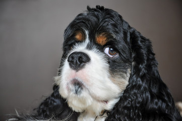 Cute purebred tricolor American Cocker Spaniel indoors close-up.