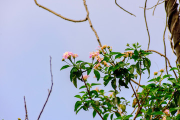 flowers with its branches and leaves