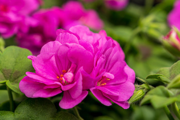 Close-up of spring flowers on a sunny day in a garden center.