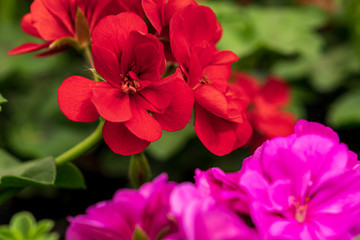 Close-up of spring flowers on a sunny day in a garden center.