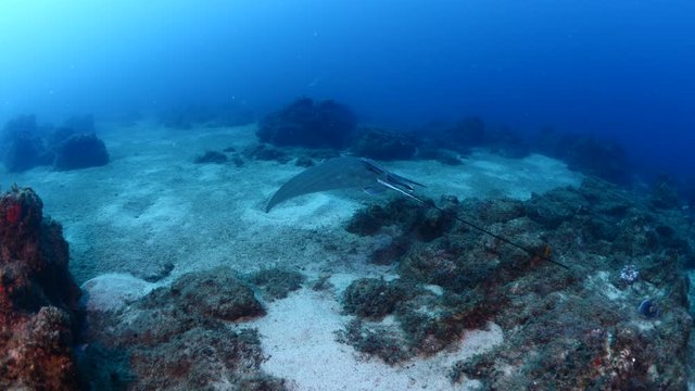 fast swimming ray fish underwater stingray swim on sand relaxing ocean scenery of animal