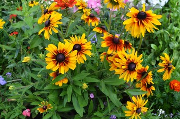 yellow flowers in the garden