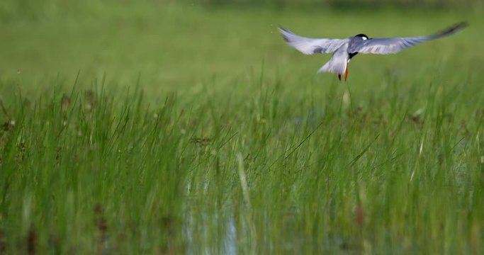 The whiskered tern (Chlidonias hybrida) on the flooded floodplain in Lonjsko polje, Croatia 