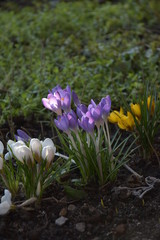 Fototapeta na wymiar Spring crocus flowers in the garden, white purple and yellow crocuses saffron - wallpaper