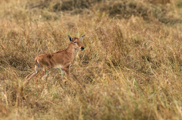 Topi antelopes resembles hartebeest but differs in dark purple patchings on their upper legs and lack sharply angled horns