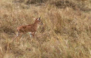 Naklejka na ściany i meble Topi antelopes resembles hartebeest but differs in dark purple patchings on their upper legs and lack sharply angled horns