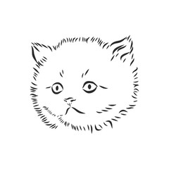 portrait of a kitten, pet, vector sketch illustration