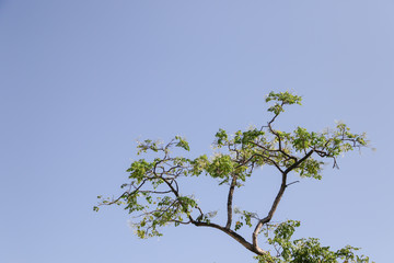 Tree Branch. Green leaves on the sky background.