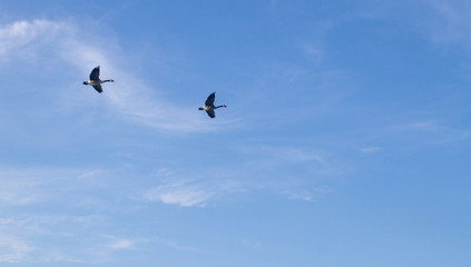 image of Geese in flight
