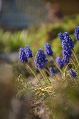Obraz premium Garden-Grape hyacinth, grape hyacinth Armenian, violet spring flowers in garden - wallpaper