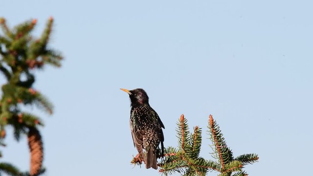 Starling sitting in the tree and sing, spring (sturmus vulgaris), germany