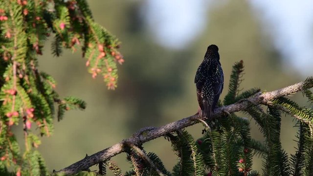 Starling sitting in the tree and sing, spring (sturmus vulgaris), germany