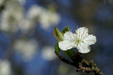 Wiosna - kwiat