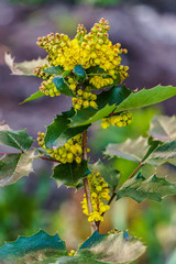 Branch of Oregon-grape with yellow buds in early spring.