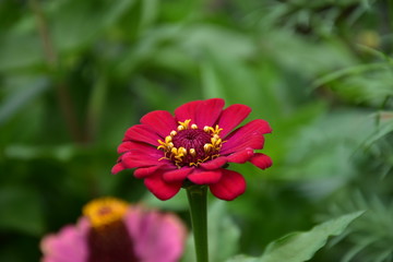 Red zinnia flower in green , red flower in garden - wallpaper