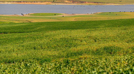 Agricultural exploration area with soy plantation and cattle breeding and water reservoir for irrigation