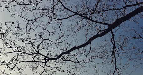 tree branches against blue sky