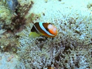 Fototapeta na wymiar The amazing and mysterious underwater world of Indonesia, North Sulawesi, Manado, clownfish