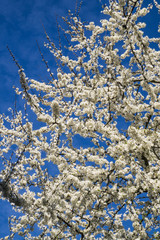 Firework of white cherry plum flowers on a background of blue sky.