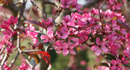 Fototapeta na wymiar Gros plan sur rameaux d'un pommier d'ornement (Malus Coccinella) ou pommier japonais aux bouquets de fleurs rose-violacé et feuillage rouge-pourpré à vert sombre