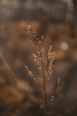 a branch of dry grass against the background of the setting sun