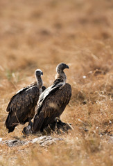 A Vulture is a large scavenging bird