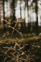 buds on trees in the forest