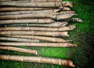 Dry bamboo stalks on the green grass. Indian bamboo stalks