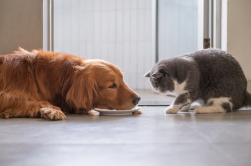 British shorthair cat and golden retriever eating together