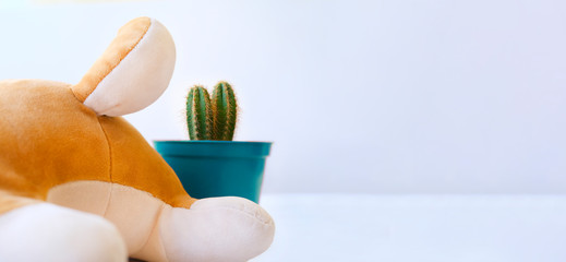 The toy lies backwards and a cactus in a pot. The concept of hemorrhoids and its treatment. Copyspace