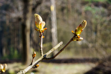 Young shoots and buds of a chestnut on a tree in spring.